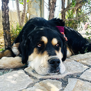 犬を飼っている家は空き巣に狙われにくい