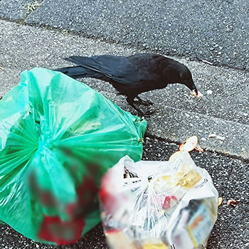 カラス・猫・野良動物