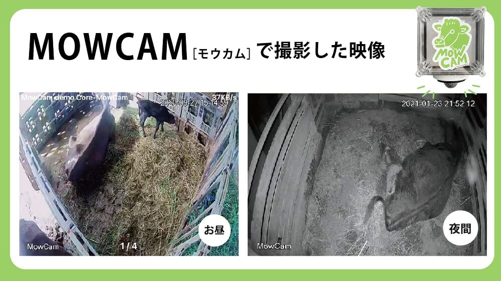 MOWCAMで撮影した映像