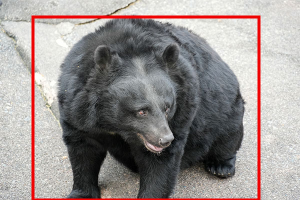 AI熊検知カメラ